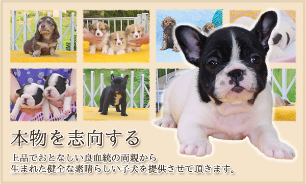 本物を志向する 上品でおとなしい良血統の両親から 生まれた健全な素晴らしい子犬を提供させて頂きます。