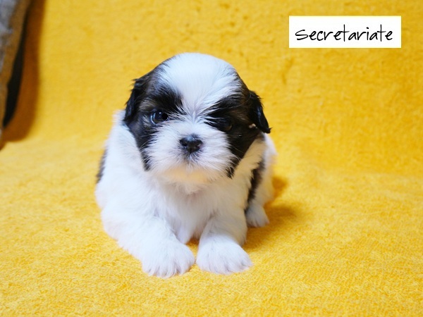 ◎愛嬌たっぷり！可愛いお顔の女の子ちゃん♪