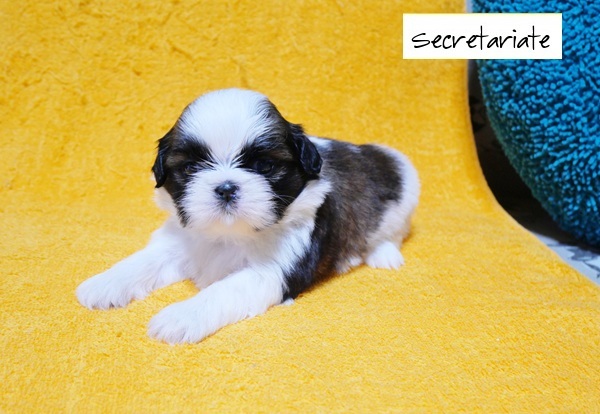 ◎愛嬌たっぷり！可愛いお顔の女の子ちゃん♪