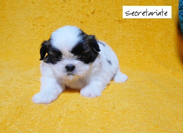 ◎愛嬌たっぷり！美しいパーティー模様の女の子♪