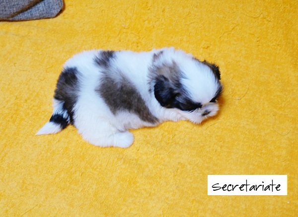 ◎愛嬌たっぷり！美しいパーティー模様の女の子♪