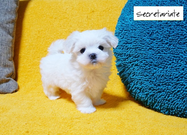 ◎大きなクリクリお目め！とっても可愛いお姫さま♪