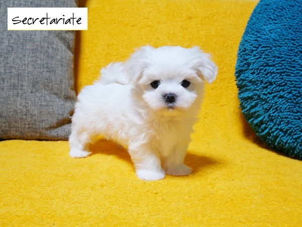 ◎大きなクリクリお目め！とっても可愛いお姫さま♪