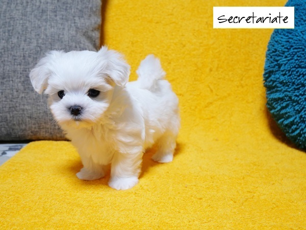 ◎大きなクリクリお目め！とっても可愛いお姫さま♪