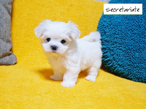 ◎大きなクリクリお目め！とっても可愛いお姫さま♪