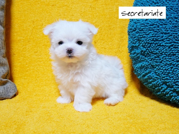 ◎愛嬌たっぷり！被毛の美しい女の子♪