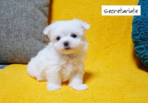 ◎愛嬌たっぷり！被毛の美しい女の子♪