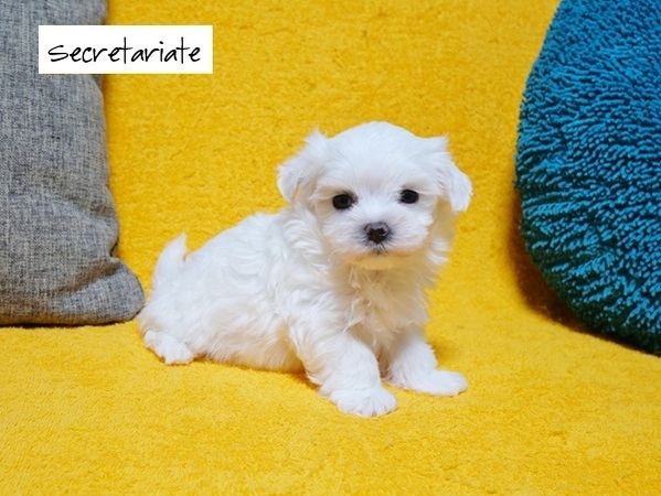 ◎チャーミングでとっても可愛いお嬢さん♪