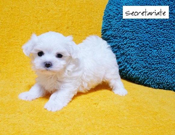 ◎チャーミングでとっても可愛いお嬢さん♪