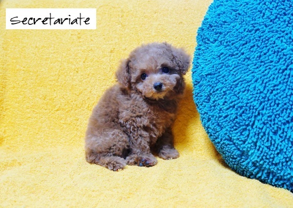 ☆小さくて可愛い　物静かなお嬢さん♪