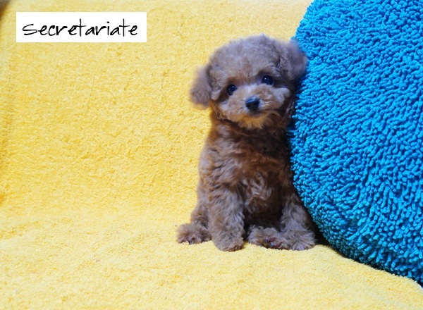 ☆小さくて可愛い　物静かなお嬢さん♪