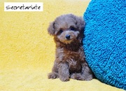 ☆小さくて可愛い　物静かなお嬢さん♪