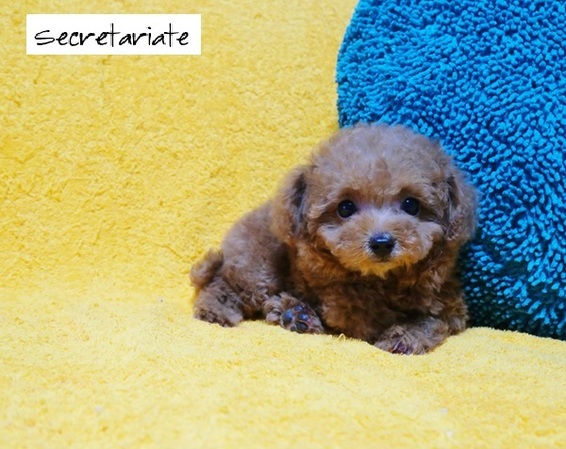 ☆小さくて可愛い　物静かなお嬢さん♪