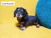 ◎美しいコート•チョコ色の可愛い天使ちゃん♪