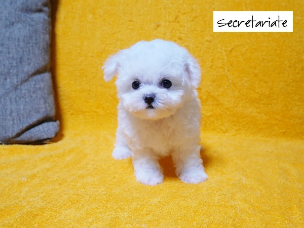 ☆天使の様な愛らしさミニビション！が誕生しました♪