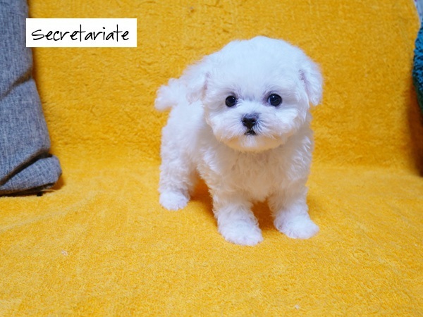 ☆天使の様な愛らしさミニビション！が誕生しました♪