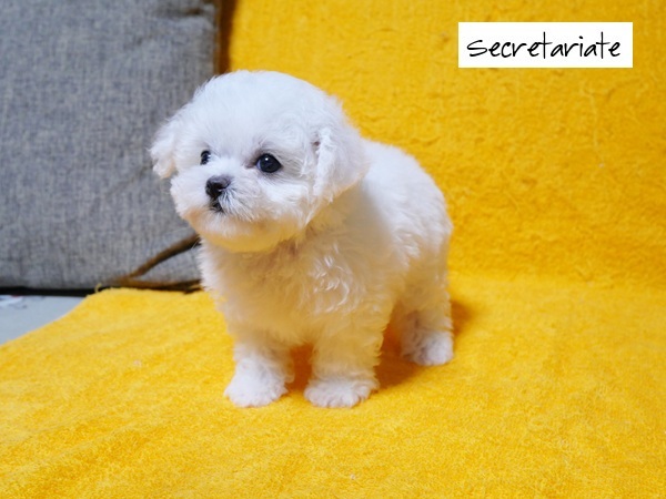 ☆天使の様な愛らしさミニビション！が誕生しました♪