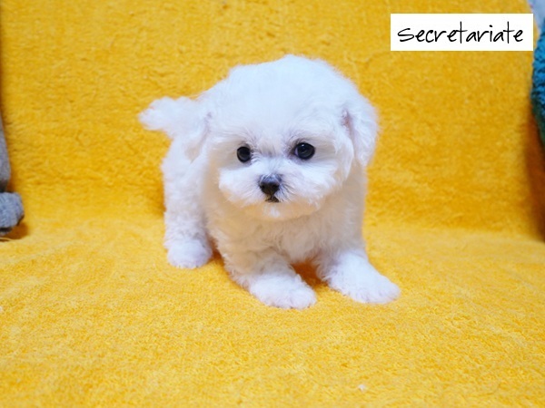 ☆天使の様な愛らしさミニビション！が誕生しました♪