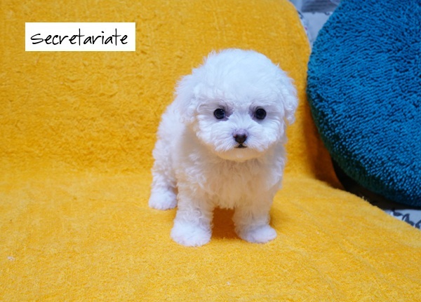 ☆白い妖精小さくて可愛いミニビション！の誕生です♪