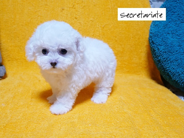 ☆白い妖精小さくて可愛いミニビション！の誕生です♪