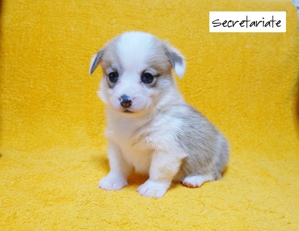 ◎美しいフルカラーのお姫さまの誕生です♪