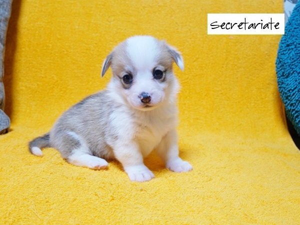 ◎美しいフルカラーのお姫さまの誕生です♪