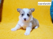 ◎美しいフルカラー！クリクリ目の美人さん♪