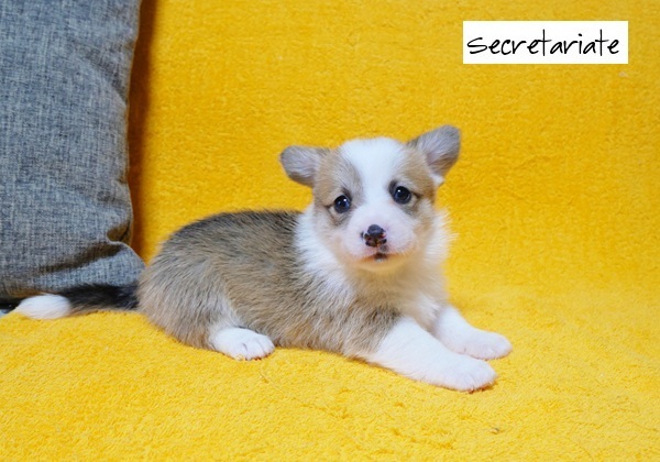 ◎美しいフルカラー！クリクリ目の美人さん♪