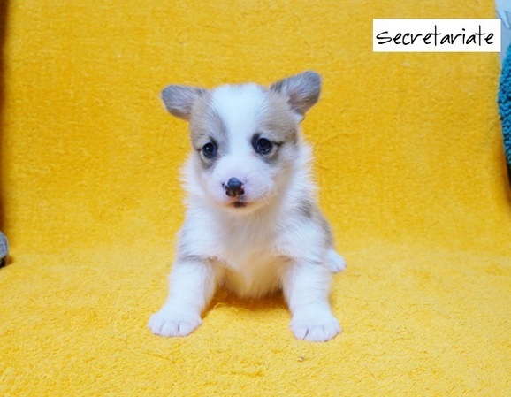 ◎美しいフルカラー！クリクリ目の美人さん♪