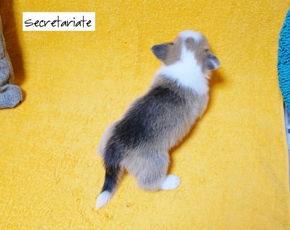 ◎美しいフルカラー！クリクリ目の美人さん♪