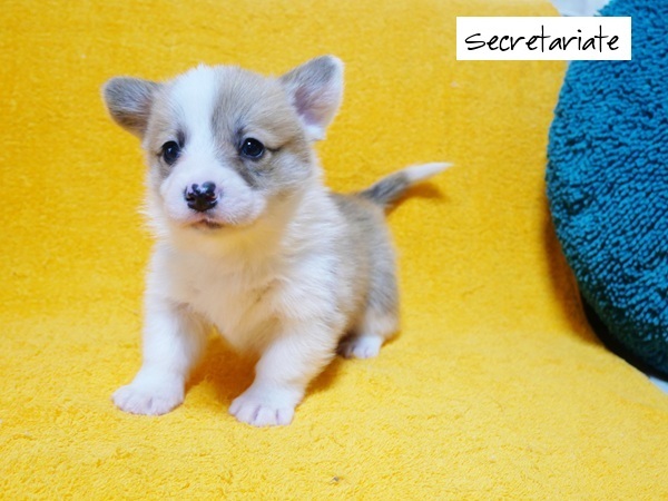 ◎骨格のしっかりした美しいフルカラーの男の子！