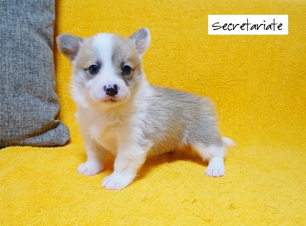 ◎骨格のしっかりした美しいフルカラーの男の子！