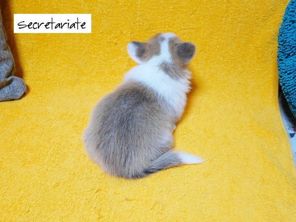 ◎骨格のしっかりした美しいフルカラーの男の子！